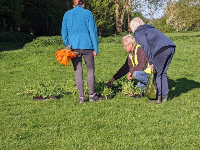 Wildflower Seed Planting