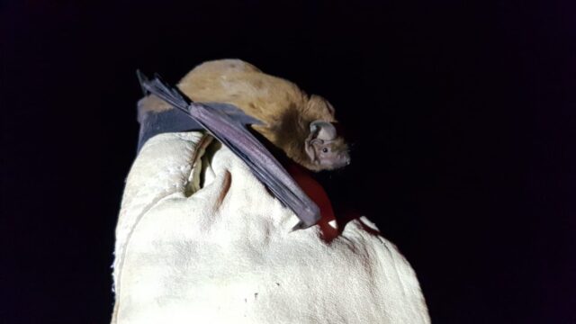 Bat Monitoring on Hell Wath