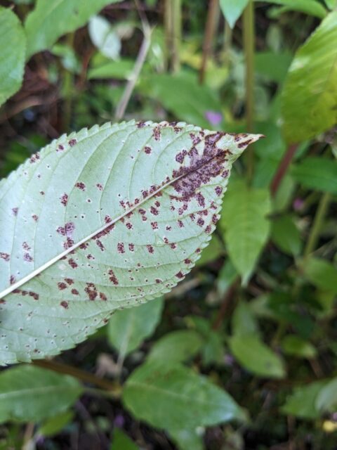 Himalayan Balsam Update