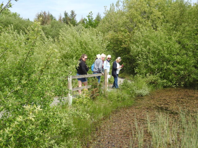 Visit To Foxglove Covert