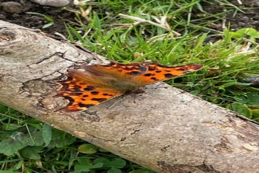 2026 Butterfly Monitoring