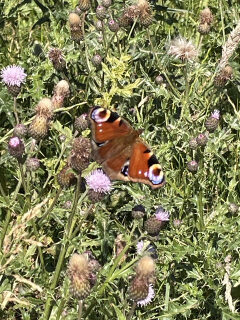 Lots of Butterflies !